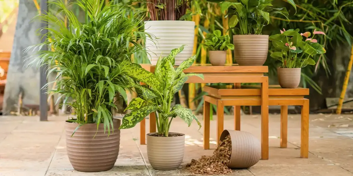 2. Compact Hydroponic Kits - visual representation