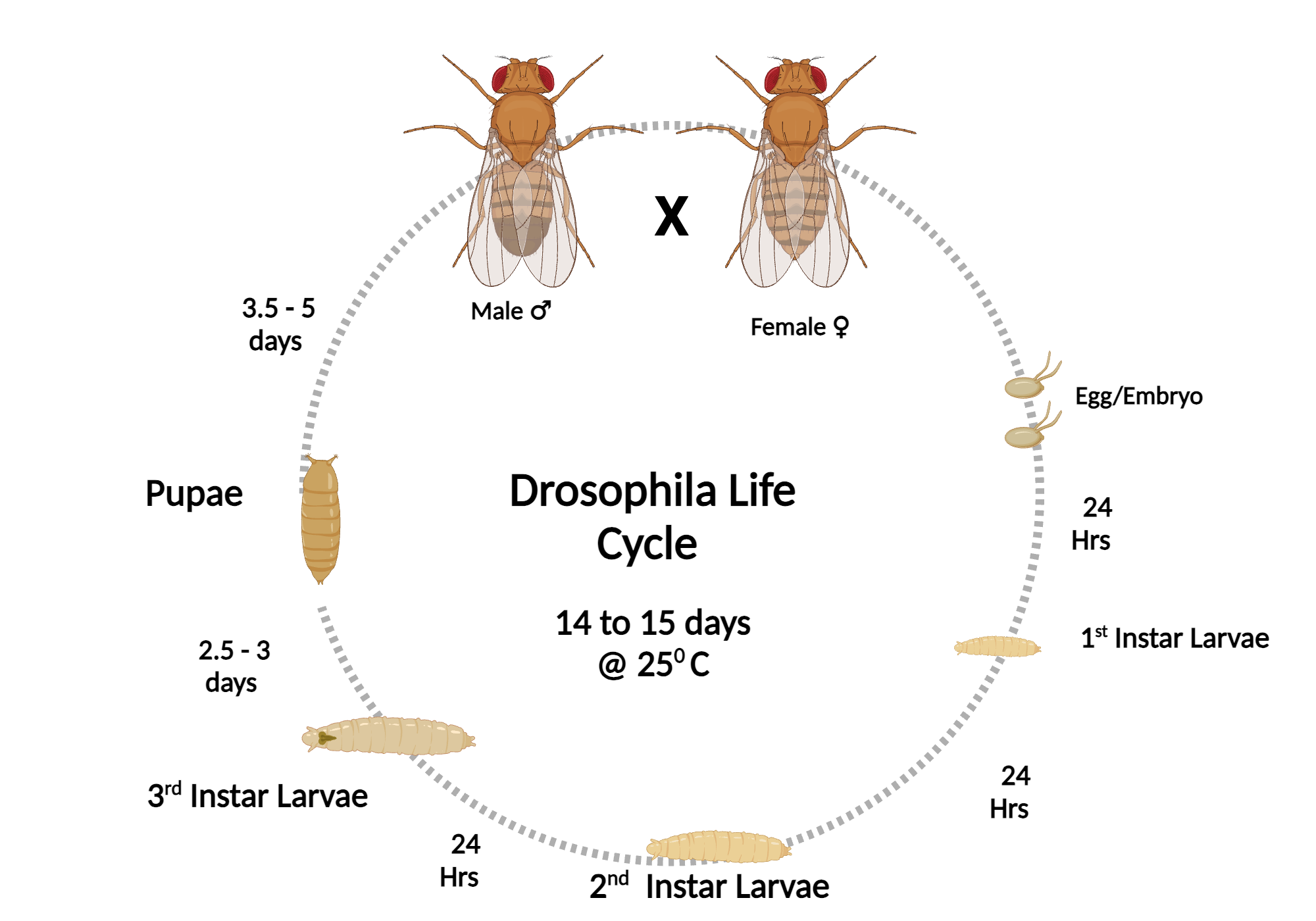 Understanding the Fruit Fly Problem - contextual illustration