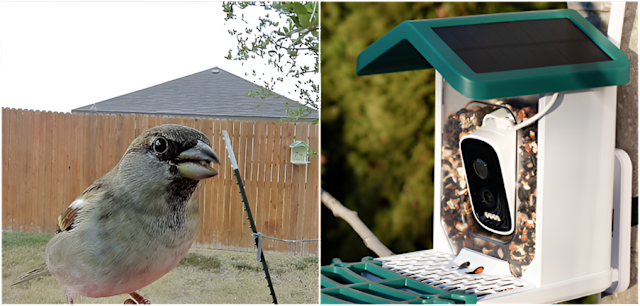 Conclusion: Building Your Personal Bird Observation Station - visual representation