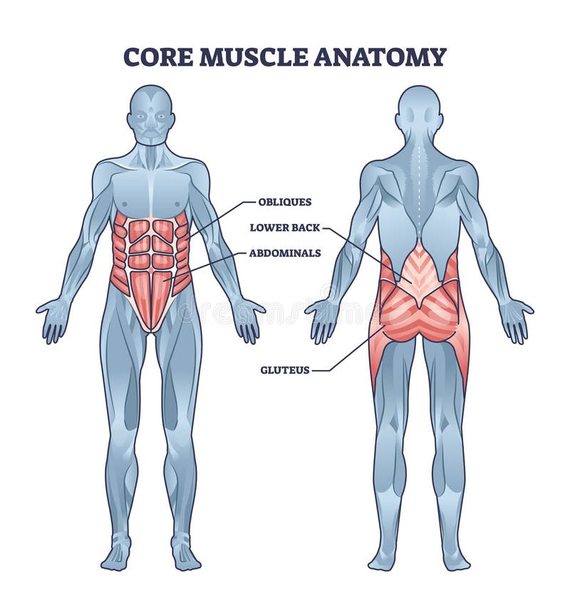 How Your Core Actually Works (The Biomechanics) - contextual illustration