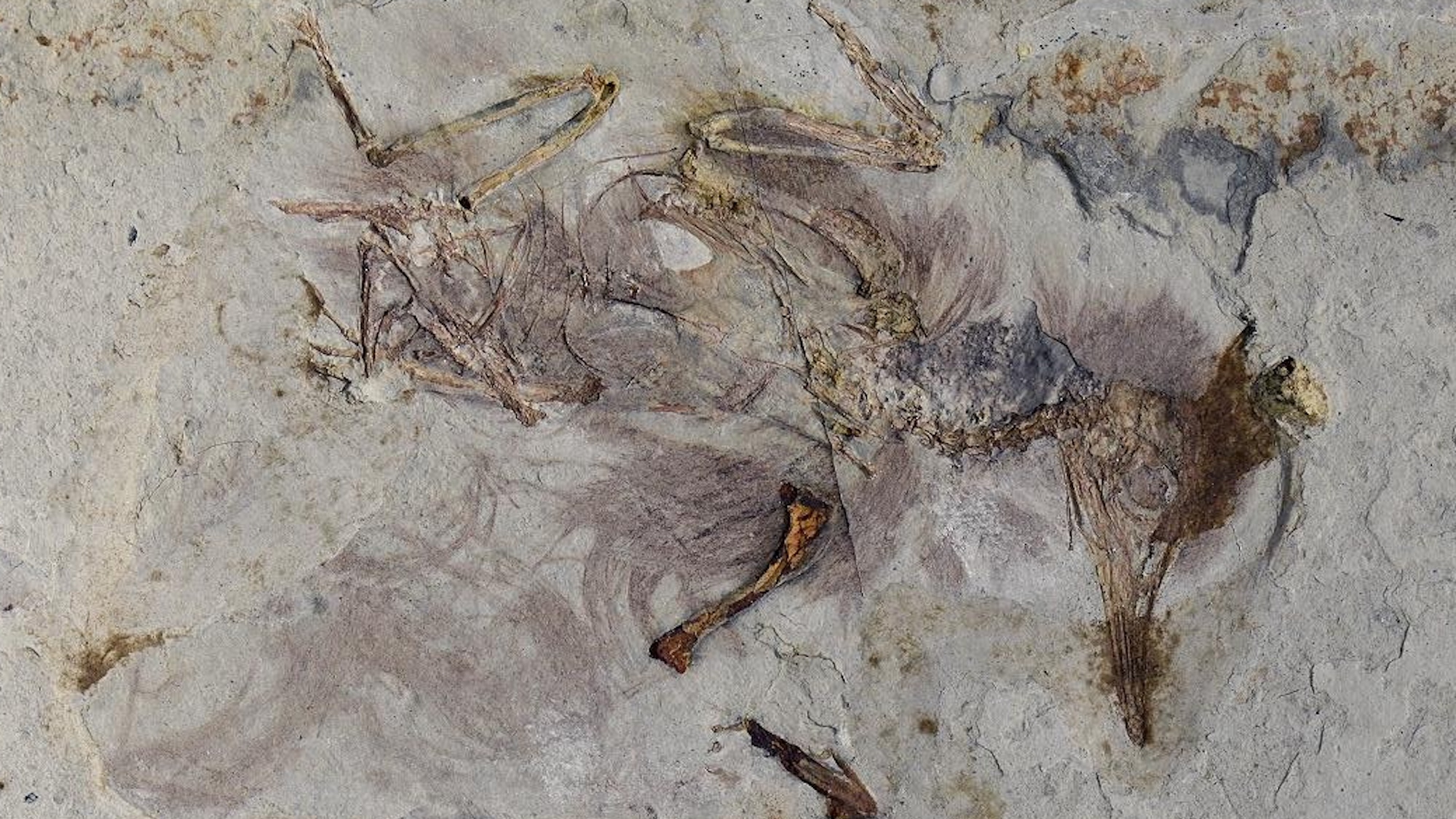 A Fossilized Bird's Final Meal: The Stones That Choked a Species - contextual illustration