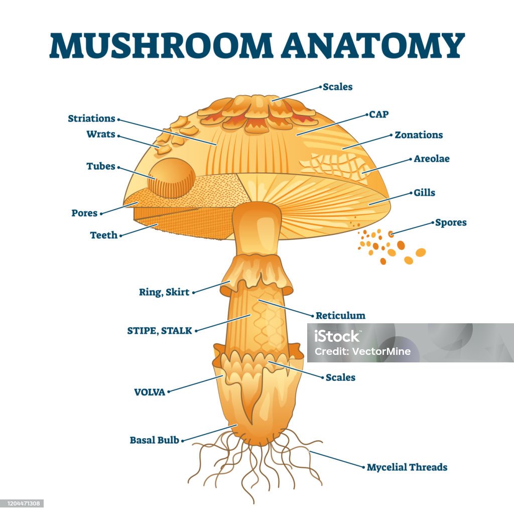 Why Grow Mushrooms at Home? - visual representation