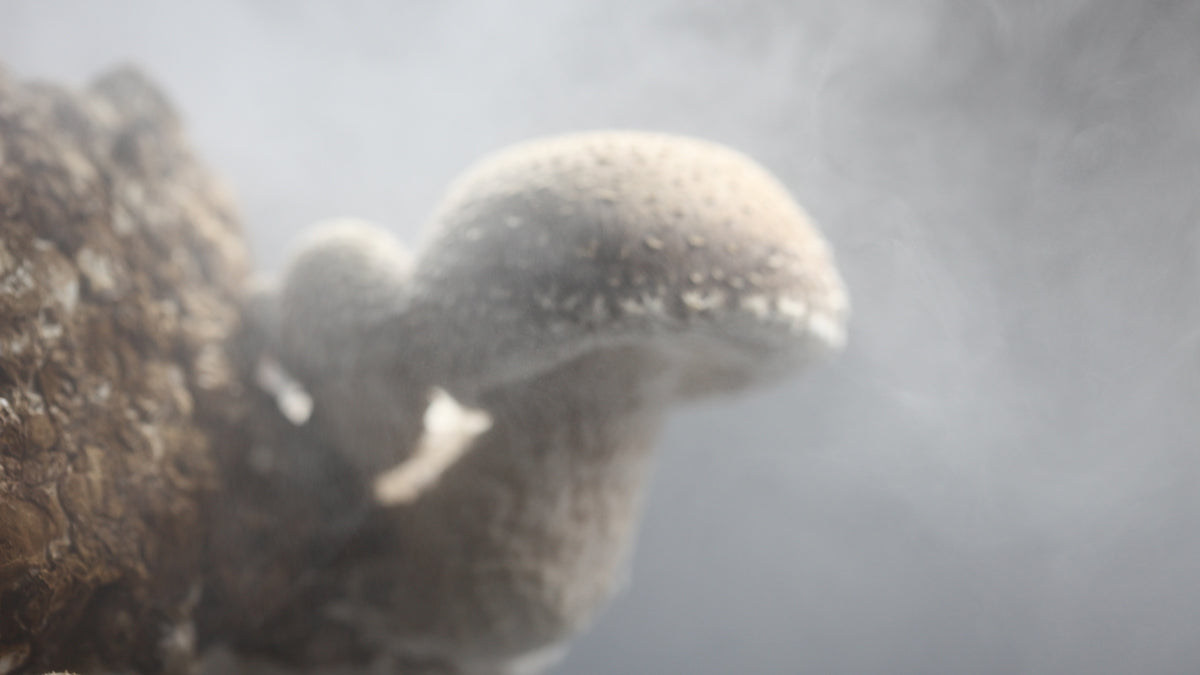 Getting Started with Mushroom Cultivation - visual representation