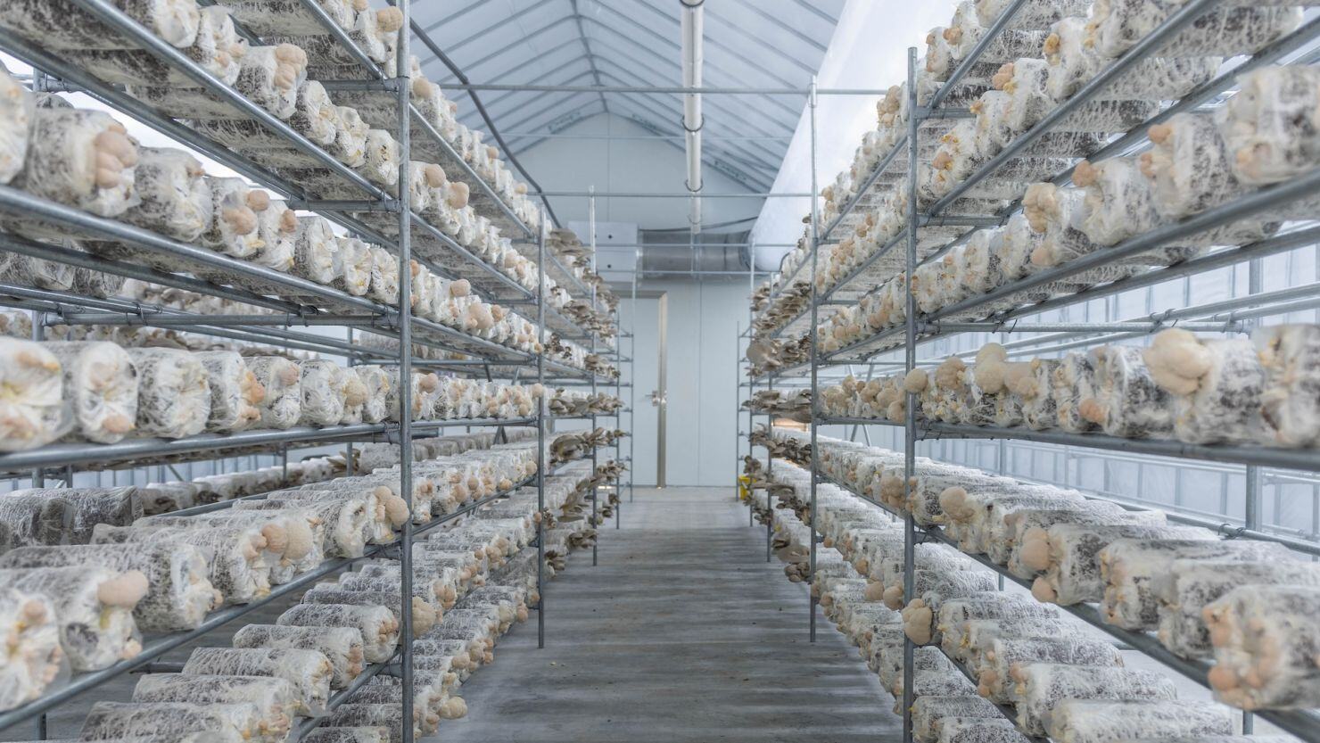 Future Trends in Mushroom Cultivation - visual representation