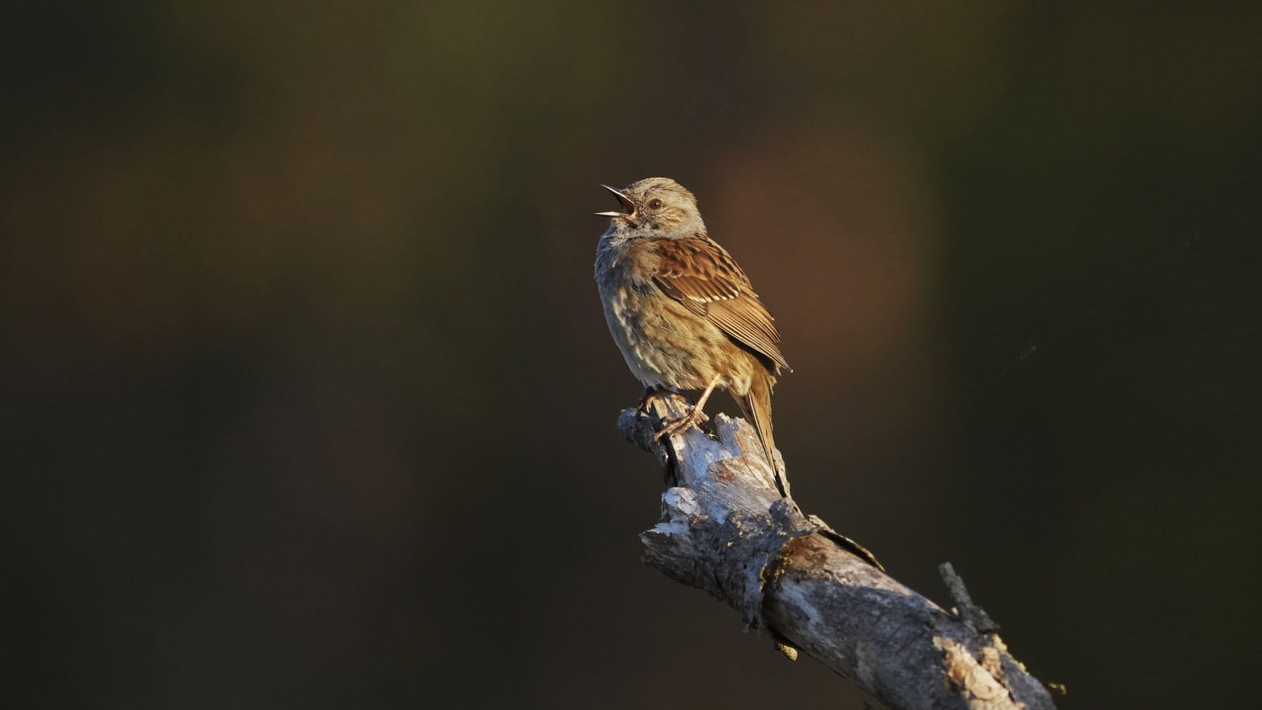 An update to the popular Merlin Bird ID app will turn millions of birdwatchers like me into citizen scientists — doing your bit for bird conservation efforts just got easier | TechRadar