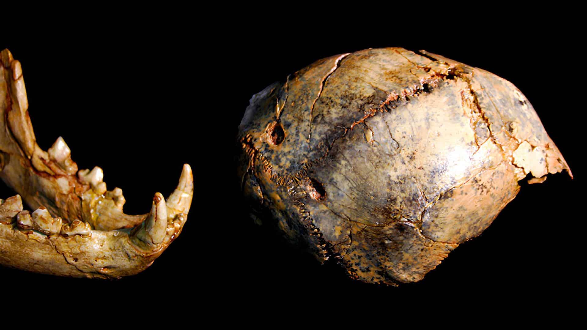 North Africa: An Overlooked Evolutionary Laboratory - visual representation