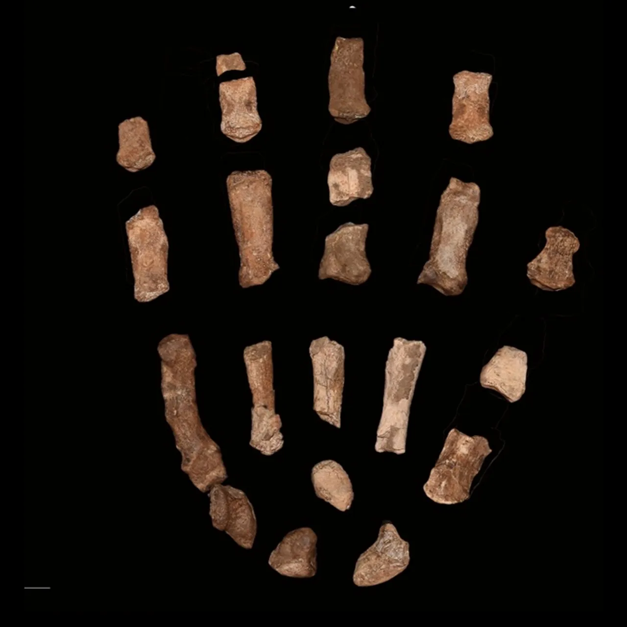 Morphological Analysis: What the Bones Tell Us - visual representation
