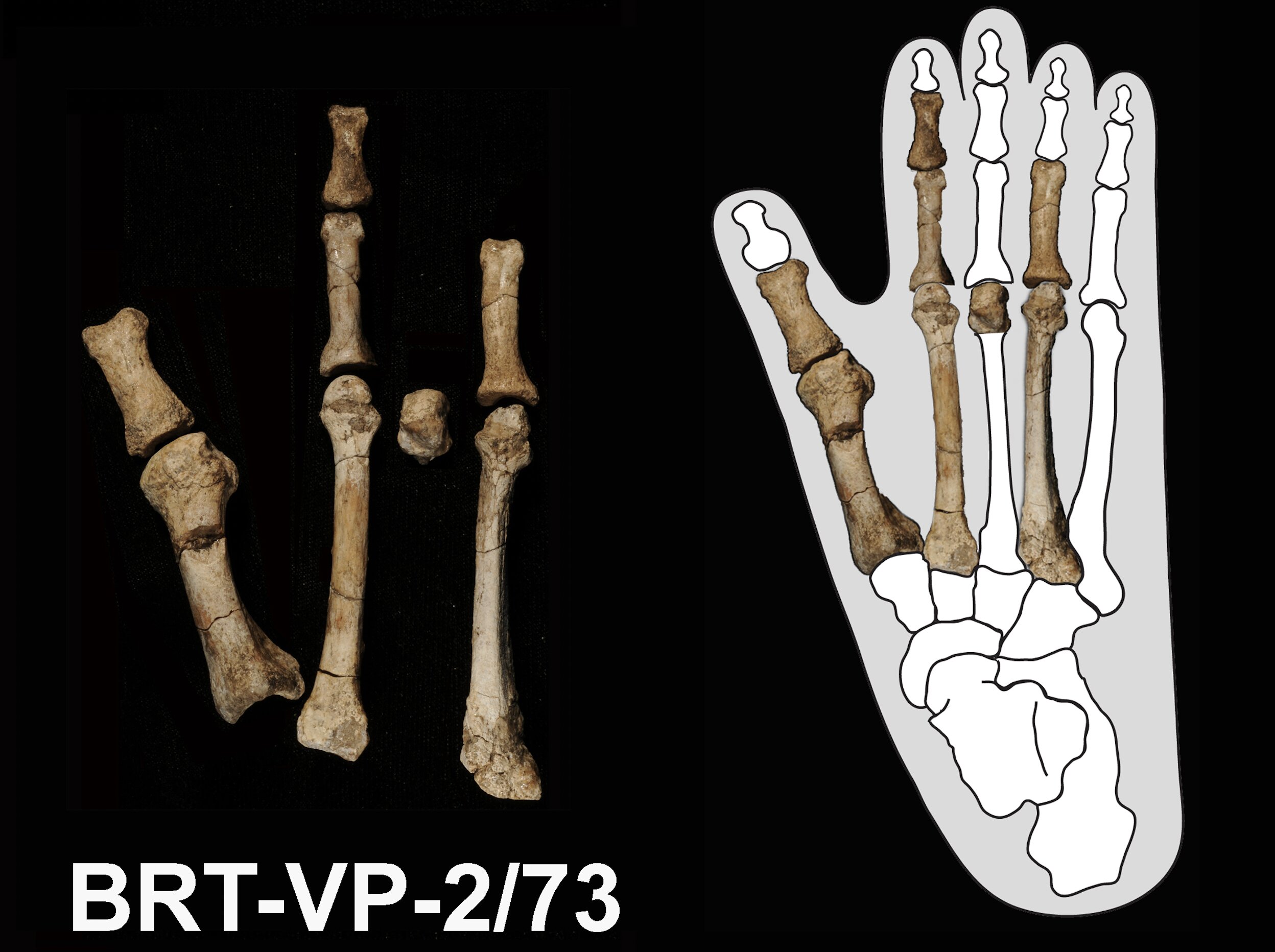 Dating the Great Split: Implications for Human Origins - visual representation