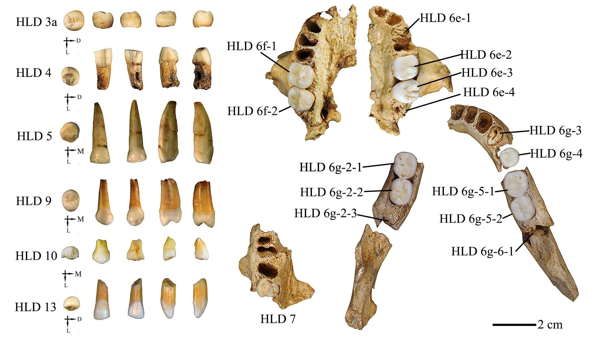 The Harbin Denisovan Skull: Context and Comparison - visual representation