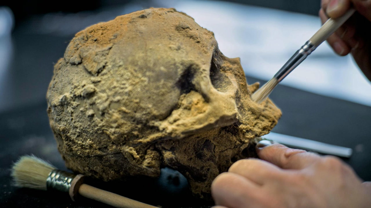 Cognitive Abilities: What a Larger Brain Means - visual representation