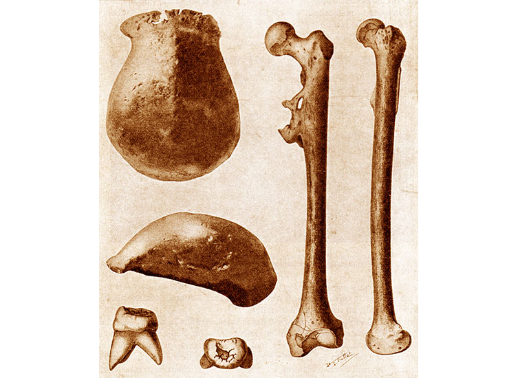 The Fossil Record Gap: What We Don't Know - visual representation