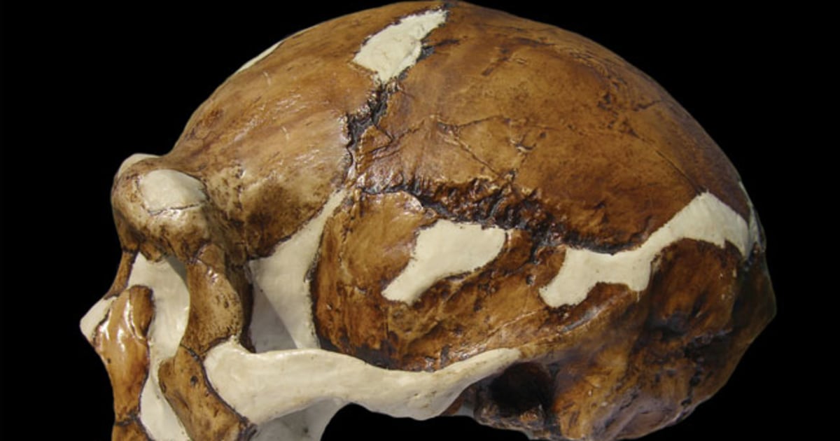 Homo erectus Adaptive Success: Masters of Multiple Environments - visual representation