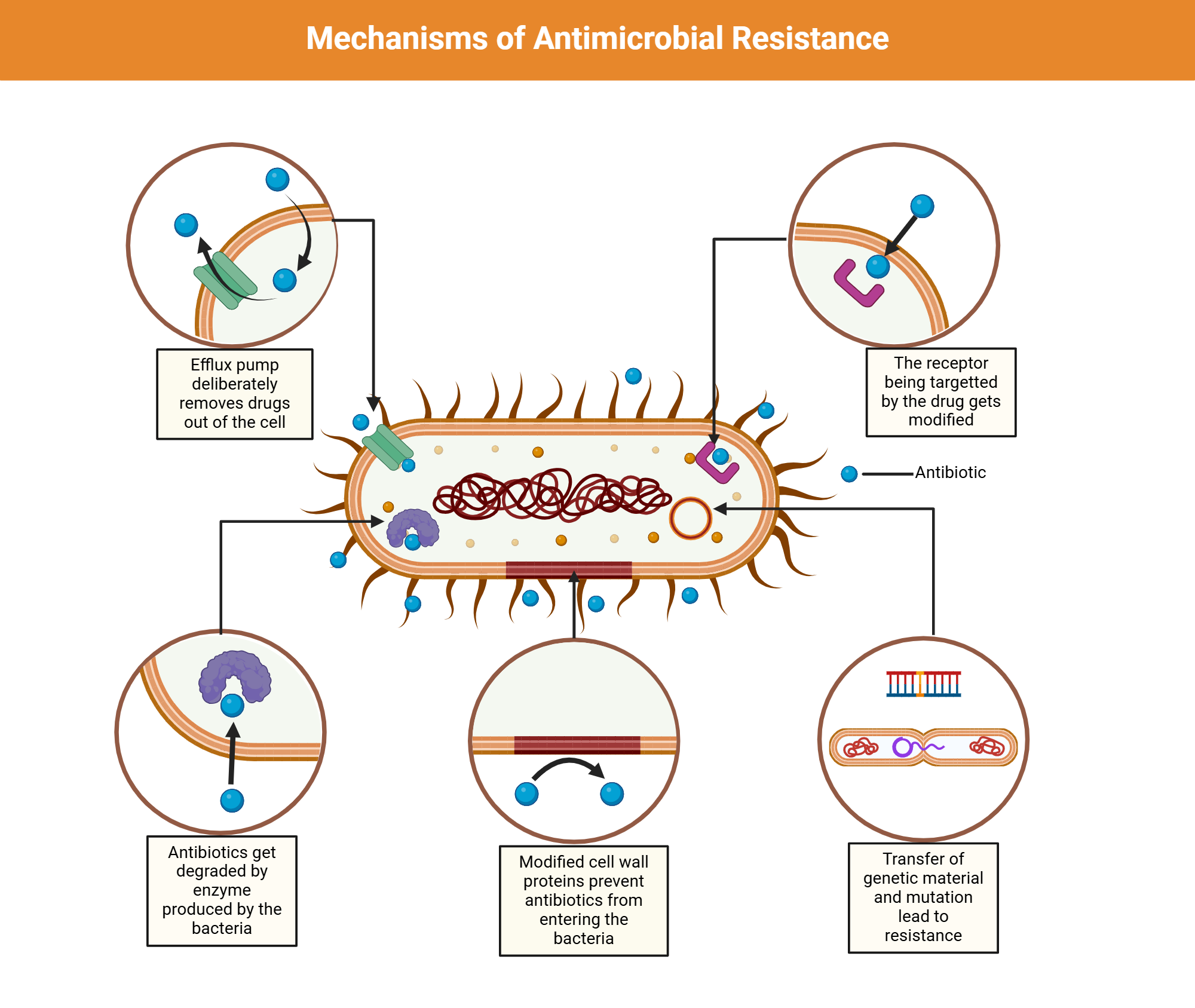 The Basics of Antibiotic Resistance - visual representation