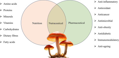 How Mushroom Supplements Compare to Other Wellness Supplements - visual representation