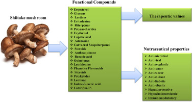 Practical Guide: How to Start With Mushroom Supplements - visual representation