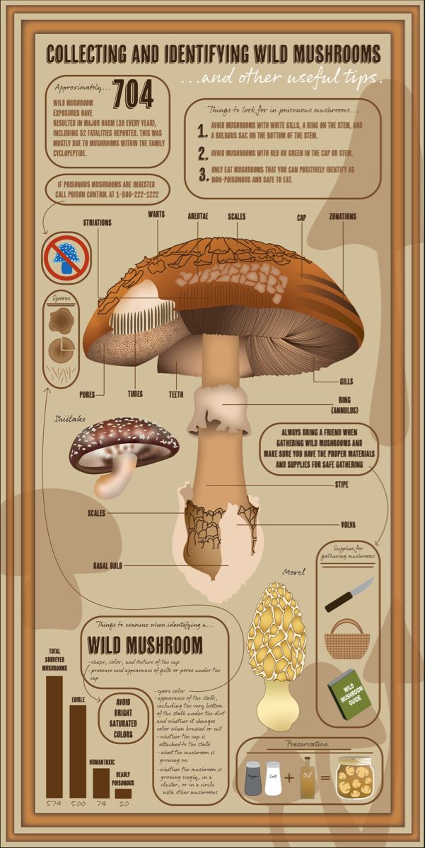 The History: Why We Suddenly Care About Mushrooms - visual representation