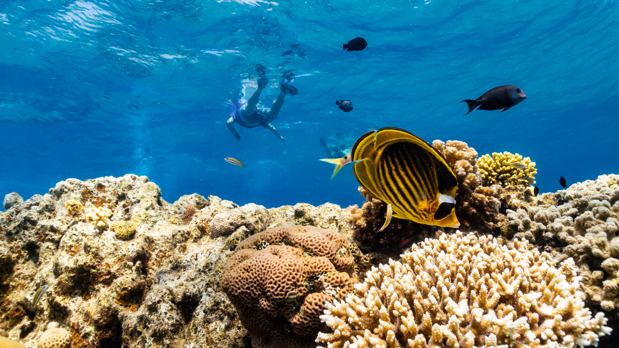 As global warming threatens corals, scientists search for reefs that can take the heat