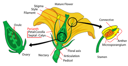 Avocado Flower Sex Change - contextual illustration