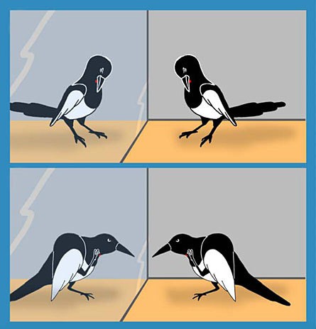 The Significance of Belugas Passing the Mirror Test - visual representation