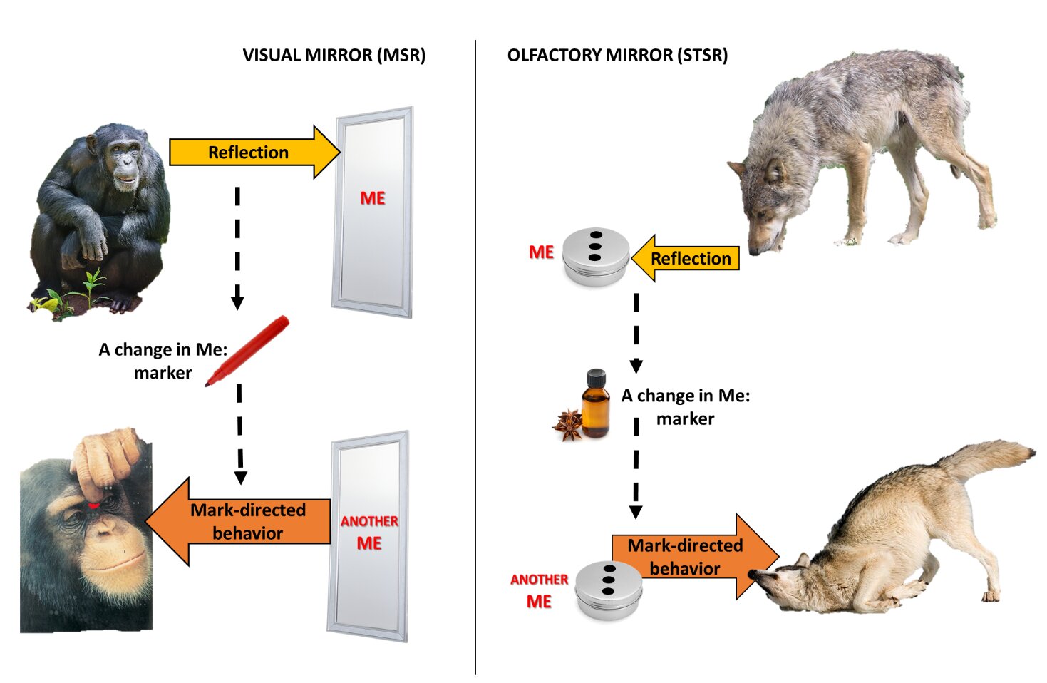 Technical Exploration of the Mirror Test - visual representation