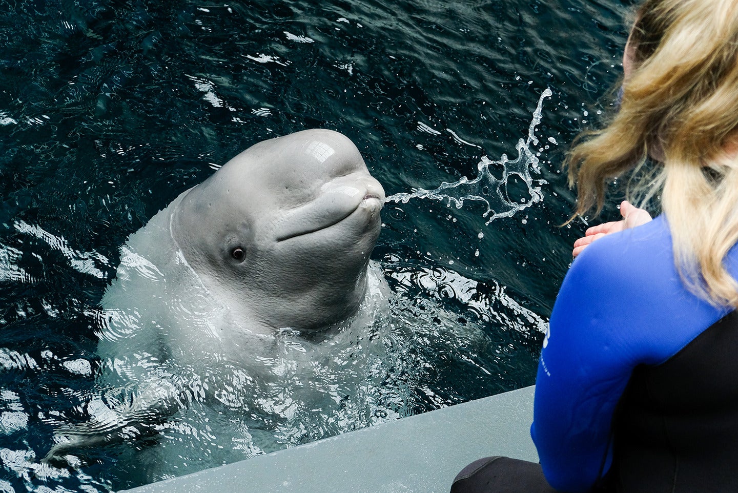 Practical Implementation for Aquariums and Zoos - contextual illustration