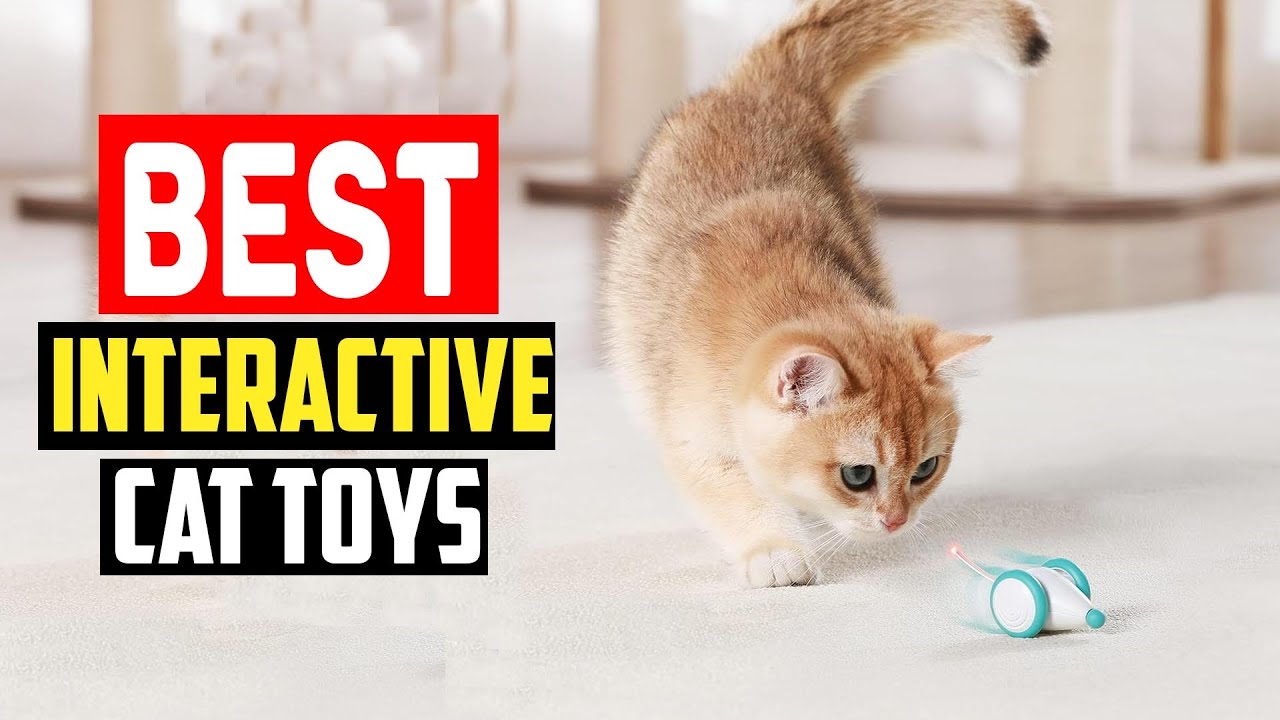 Recommendations by Cat Personality - visual representation