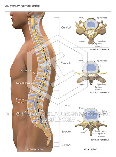 The Anatomy of Lumbar Support: Understanding Your Spine - contextual illustration