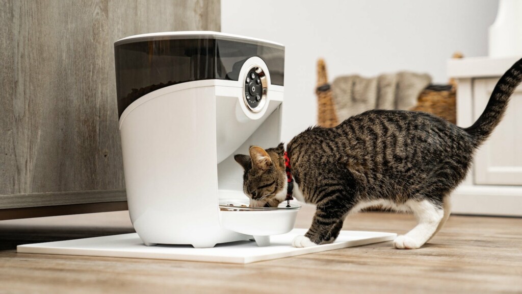 Common Mistakes to Avoid When Buying Pet Gadgets - visual representation