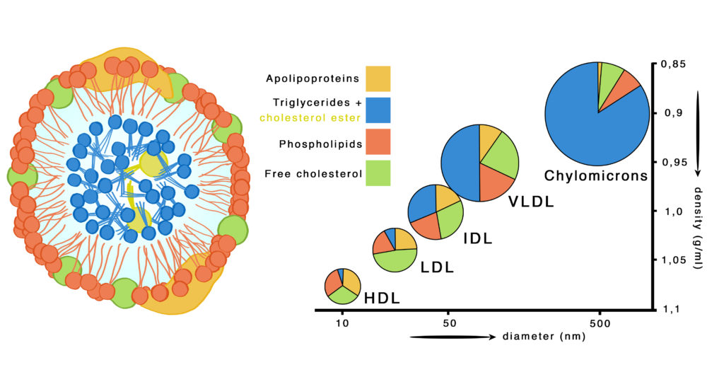 The Basics of Cholesterol - visual representation