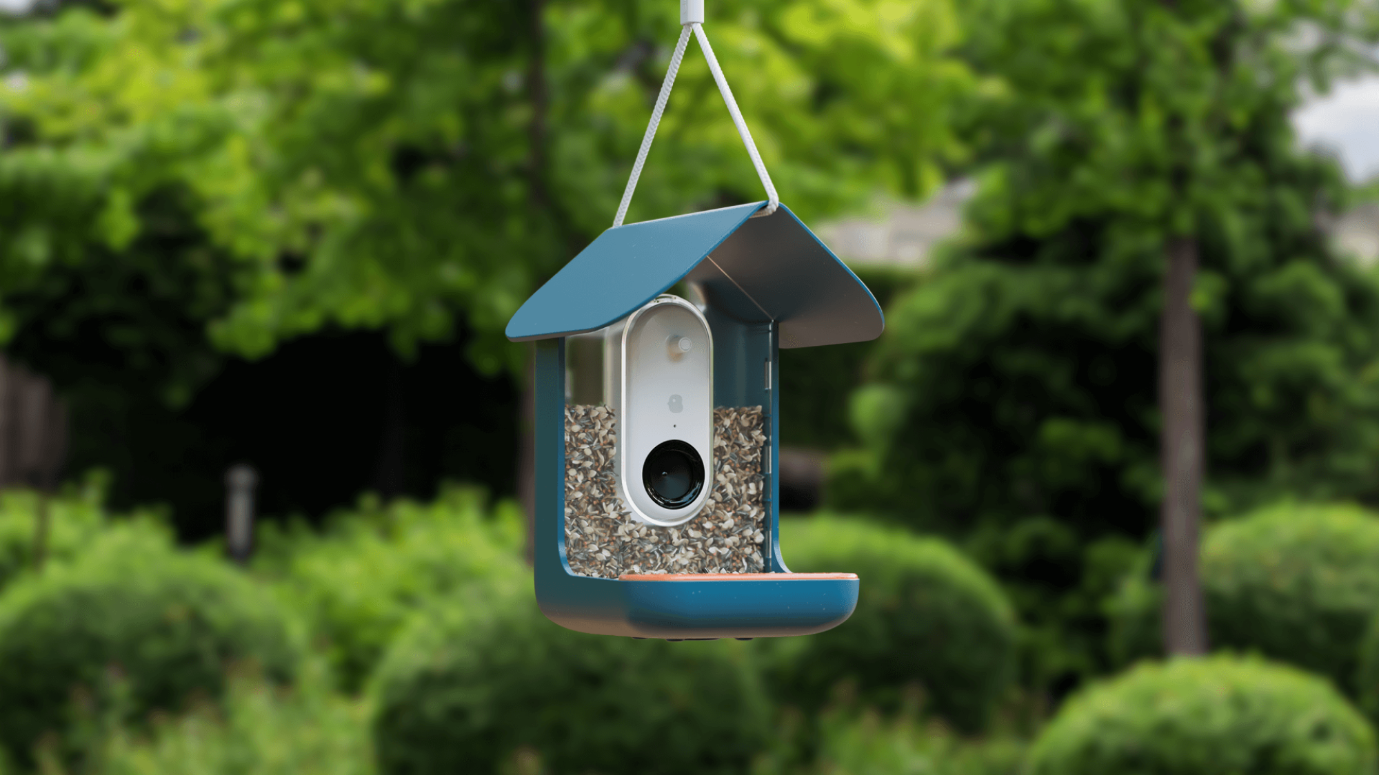 Alternative Bird Identification Tools and Feeders - visual representation