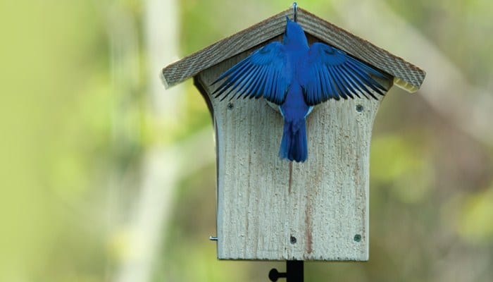 Recommendations for Bird Enthusiasts - contextual illustration