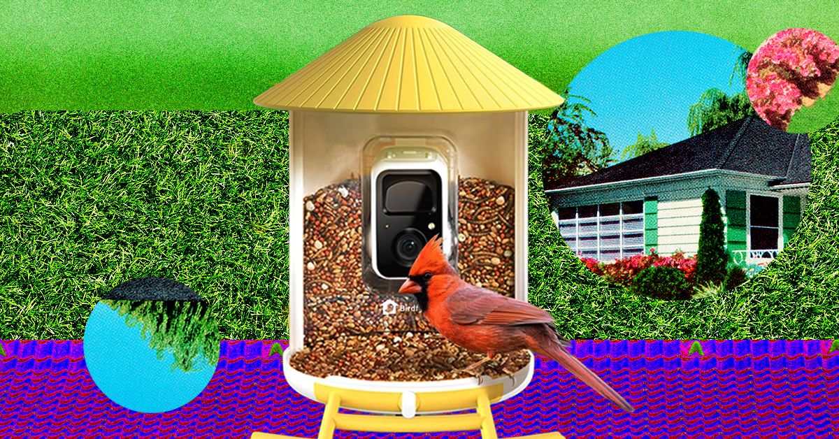 The Rise of Smart Birdwatching - contextual illustration