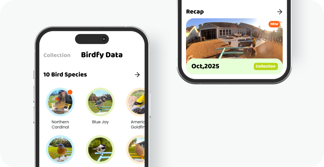 What Makes Birdfy's Smart Bird Feeder Stand Out? - contextual illustration