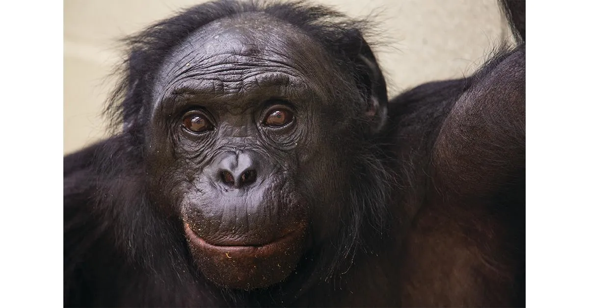The Broader Context: Animal Cognition Revolution - visual representation