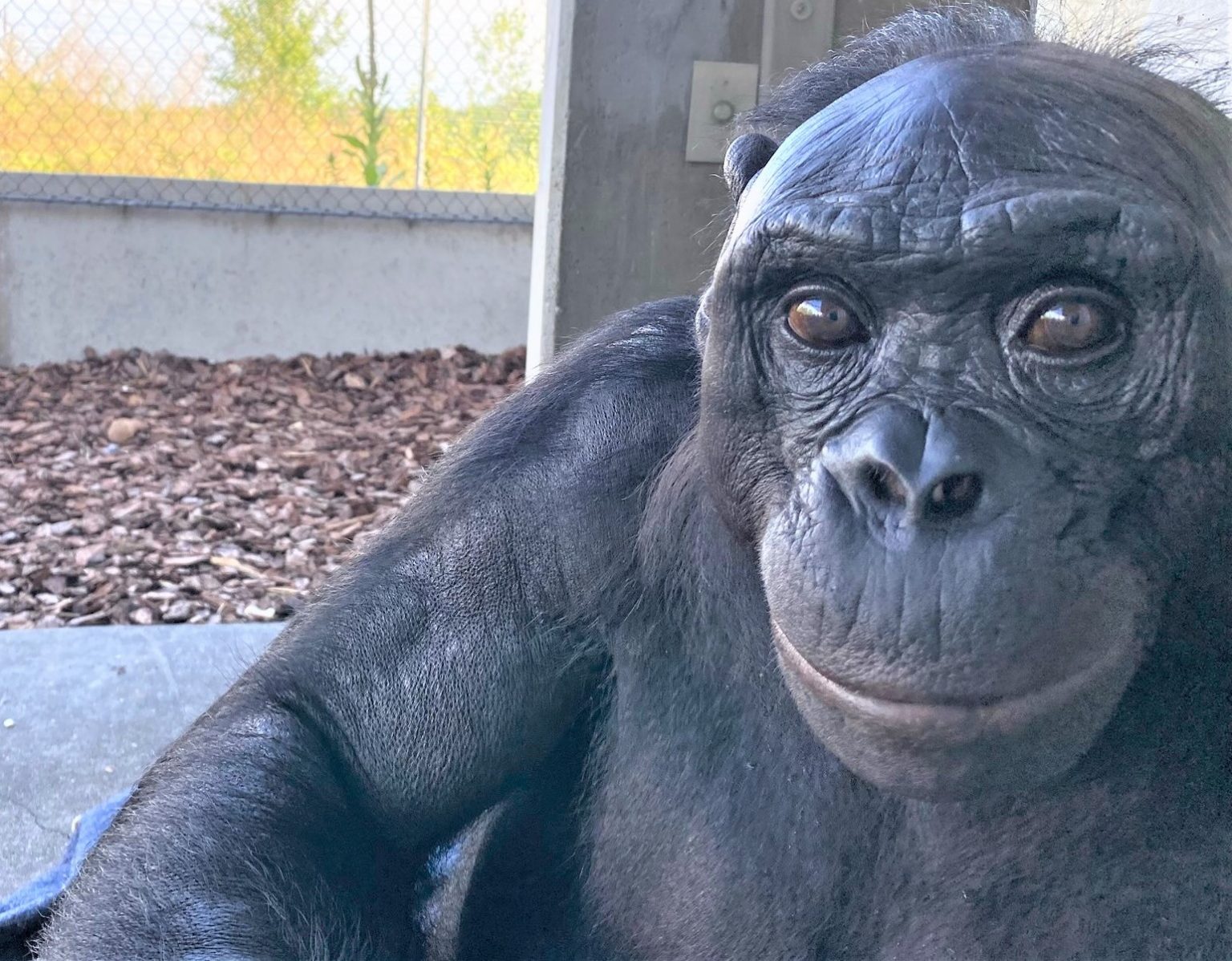 Meet Kanzi: The Bonobo Who Changed Everything - visual representation