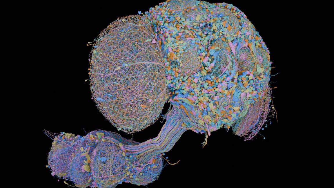 Brain of a male fly completely mapped, joins earlier map of a female brain - Ars Technica
