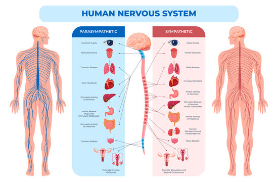 The Science of Fire and the Human Nervous System - contextual illustration