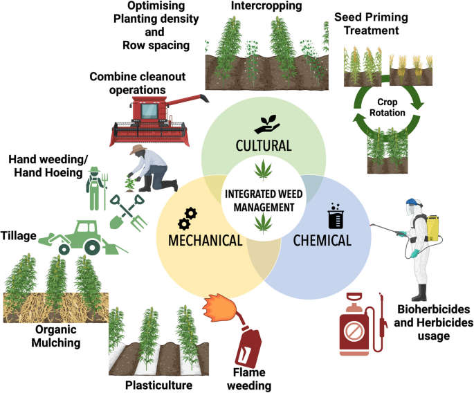 Understanding the Large Plant Model: Architecture and Training Approach - visual representation