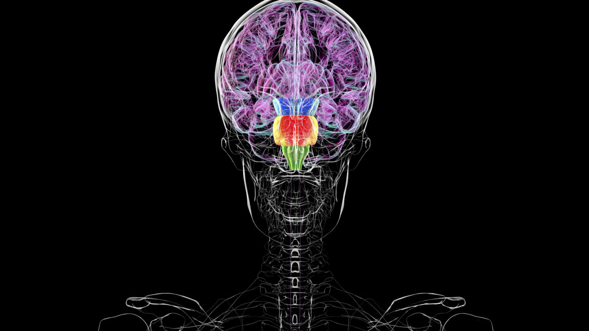 Contrary to some reports, you don't have two brains - Ars Technica
