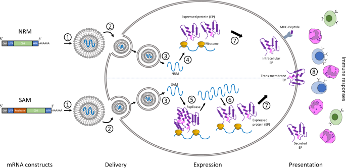 The Story Behind the mRNA Vaccine - visual representation