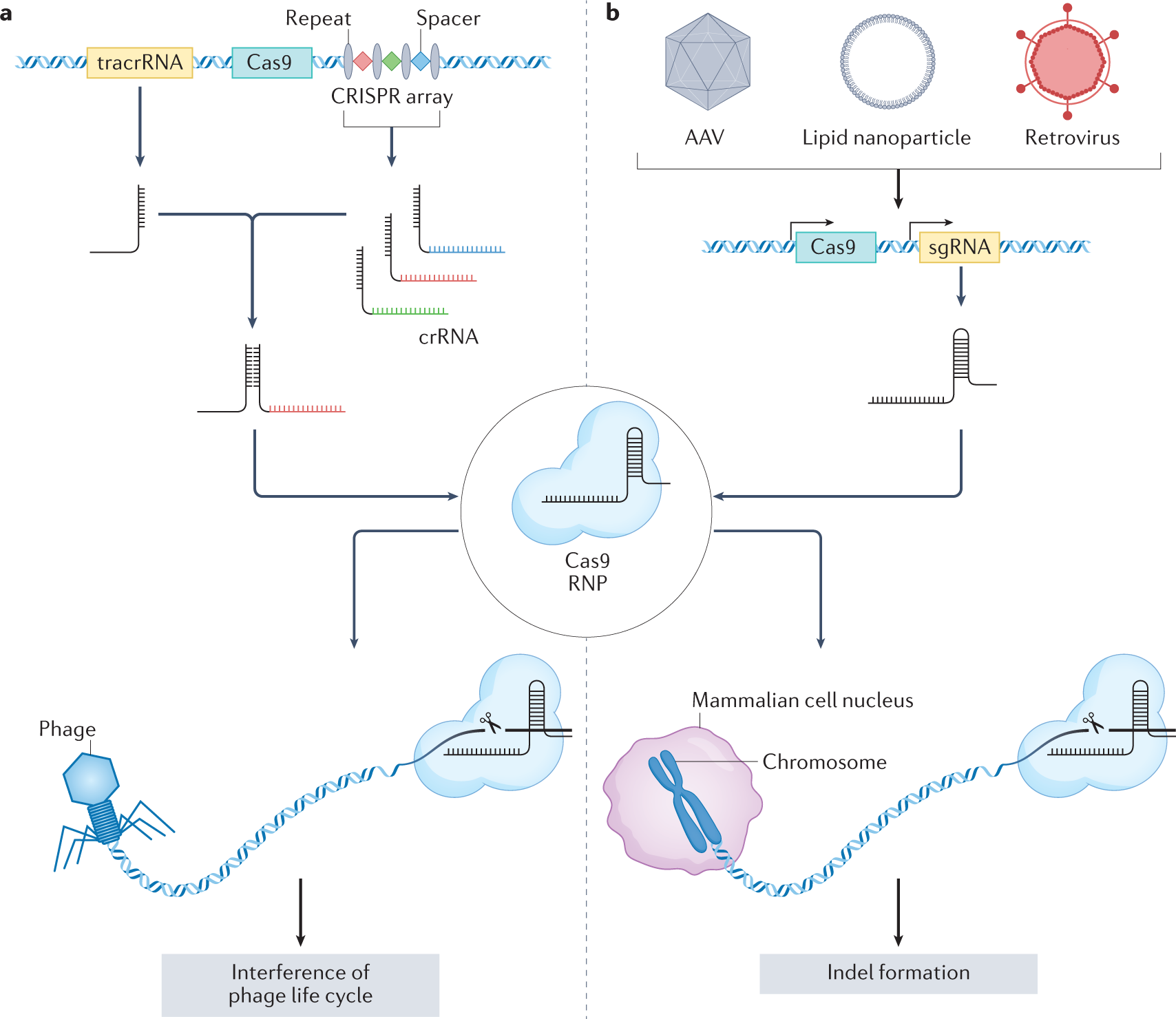 The Resistance Question: Can Influenza Evolve Around CRISPR-Cas 13? - visual representation