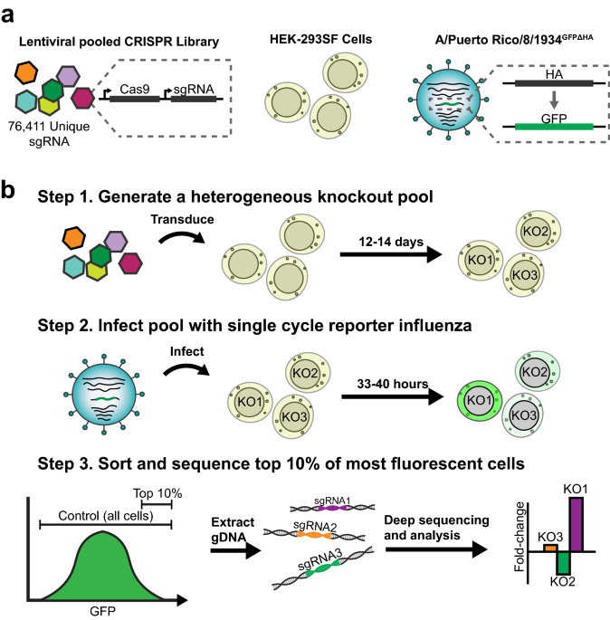 Practical Prevention: Using CRISPR-Cas 13 Defensively - visual representation