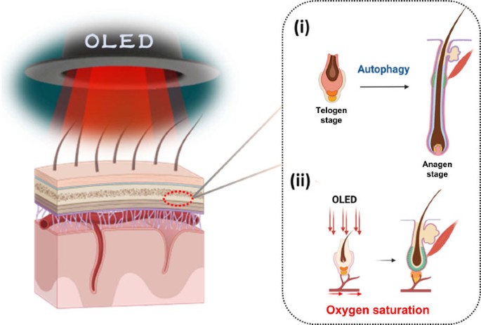 How Red-Light Therapy Actually Works for Hair Growth - contextual illustration