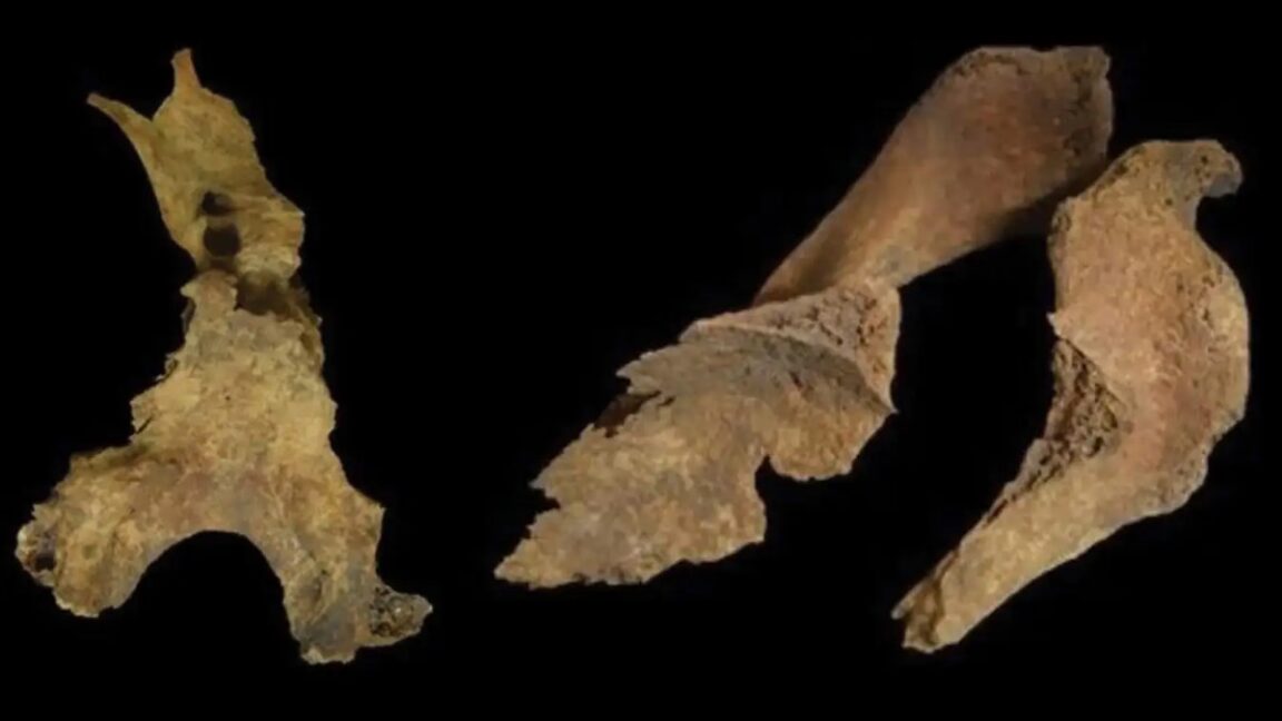 Did Iron Age Britons remove brains of the dead? - Ars Technica