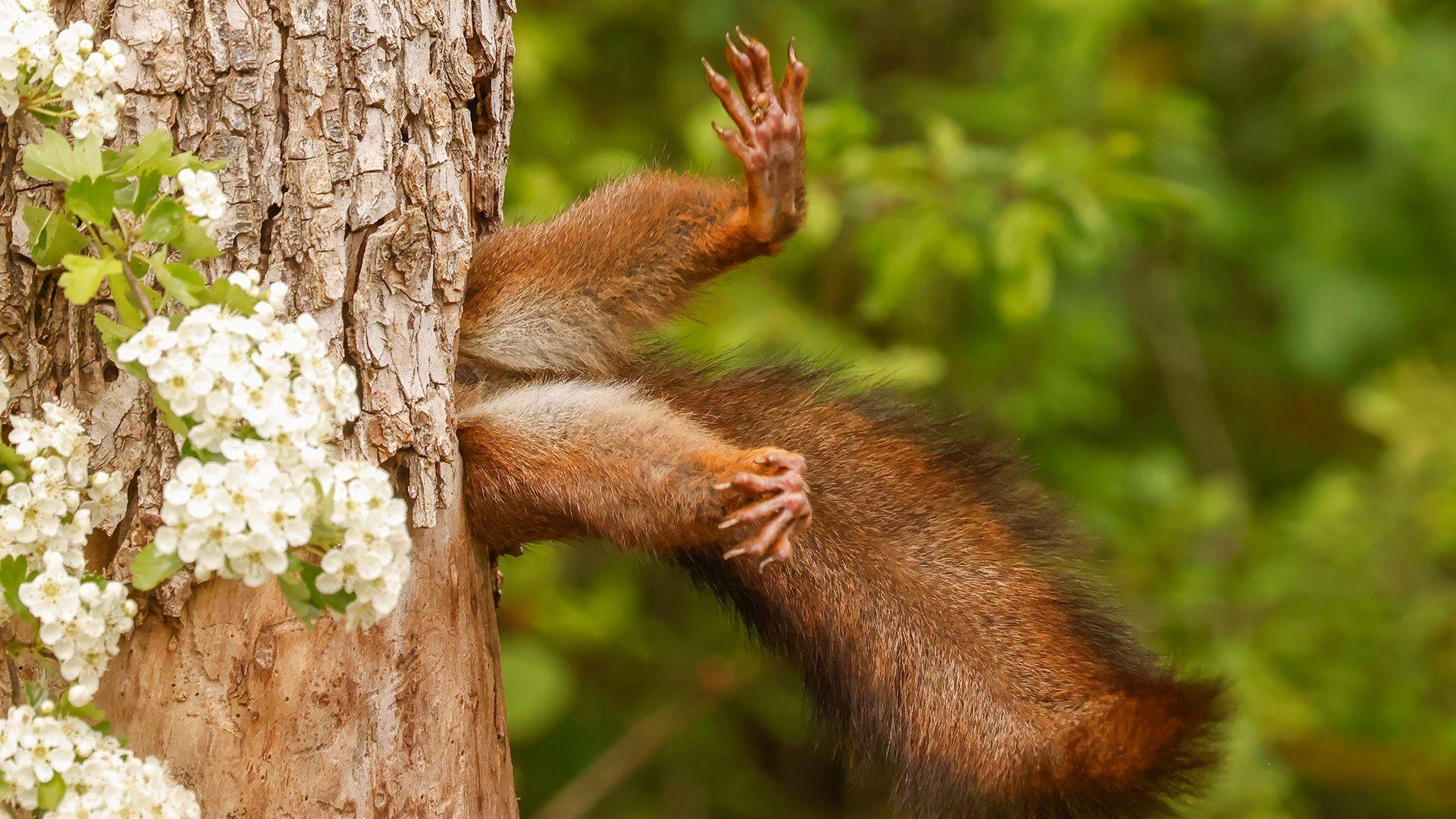 Case Study: The Nikon DSLR's Wild Shot - contextual illustration