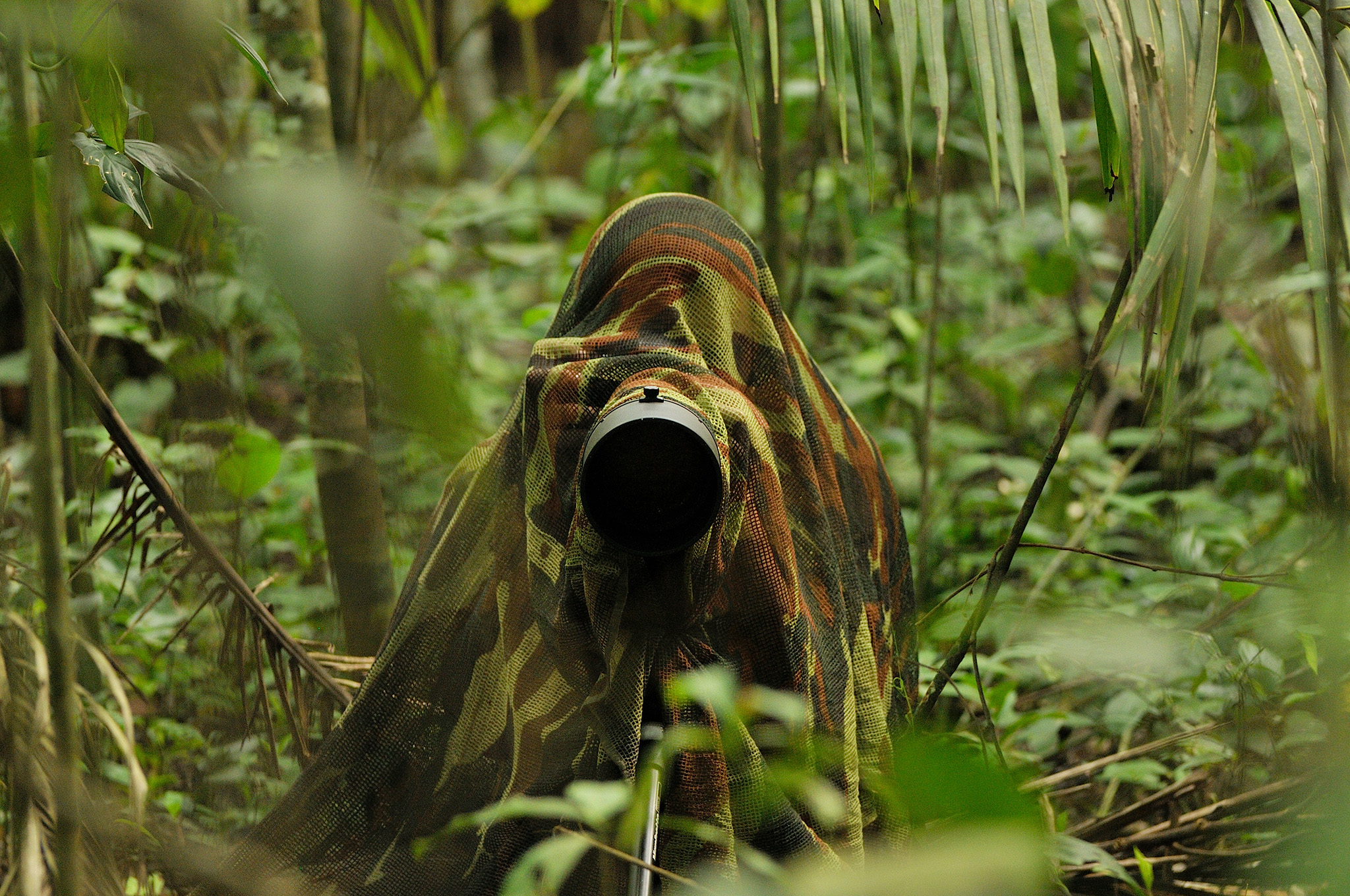 Practical Tips for Wildlife Photographers - contextual illustration