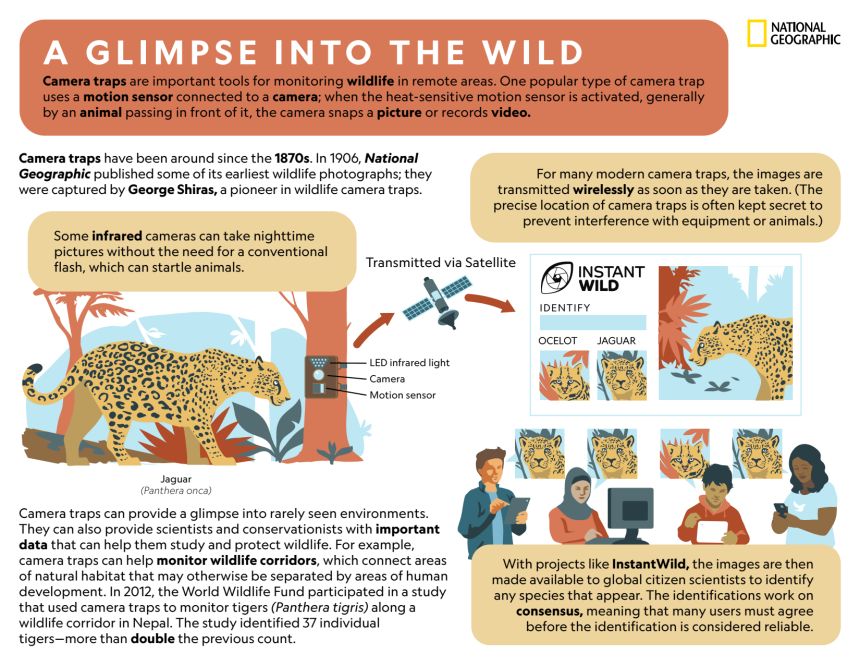 Common Pitfalls and Solutions in Wildlife Photography - contextual illustration