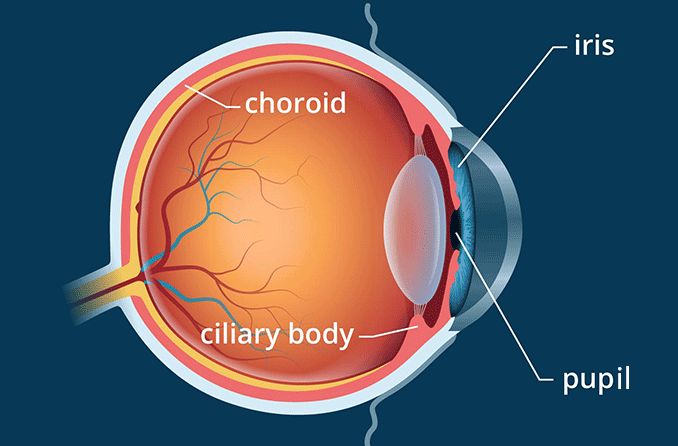 Understanding the Anatomy: How Your Eyes Actually Work - contextual illustration
