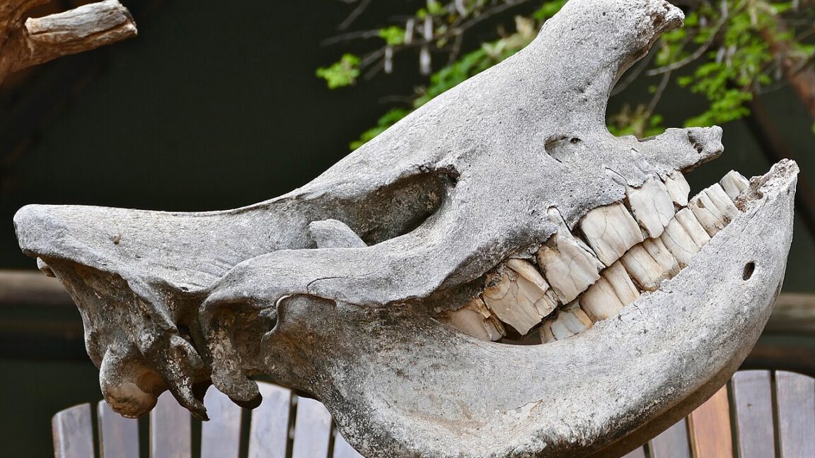 Experiments reveal that Neanderthals used rhino teeth as hammers - Ars Technica