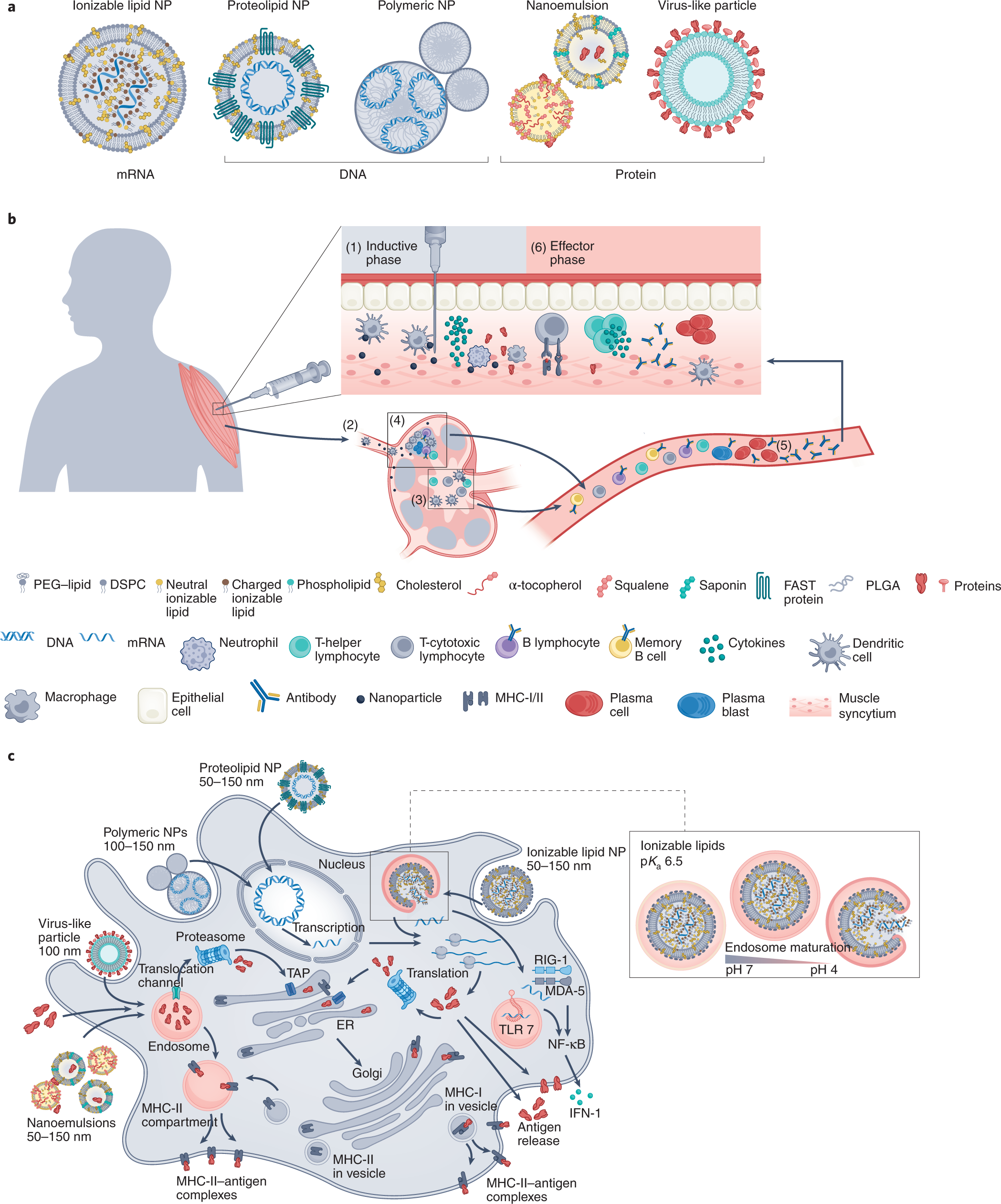 Practical Implementation: Nanoscale Insights in Medicine - contextual illustration